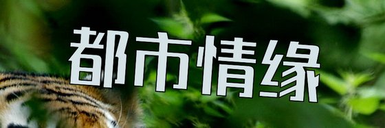 都市情緣&不錯的16部作品